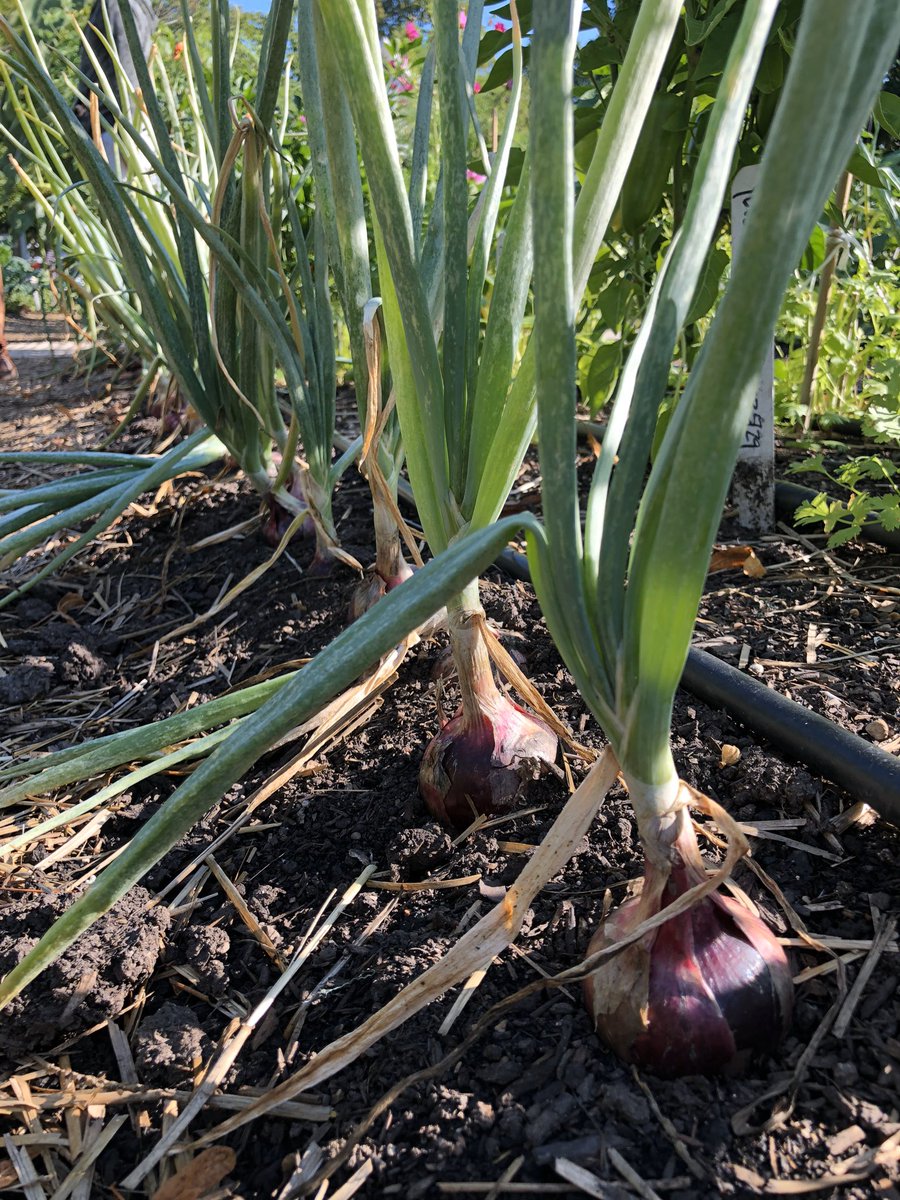 Engaging Aug meeting w/ partners &amp; presentations today. TY <a href="/ChiFoodPolicy/">Chicago Food Policy </a> <a href="/Midwestfoodschi/">Midwest Foods</a> <a href="/ILextension/">Illinois Extension</a> <a href="/BrightBeatSteph/">Stephanie Katsaros</a> <a href="/ilenviro/">IEC</a> <a href="/USDA/">Dept. of Agriculture</a> <a href="/gobeyondhunger/">Beyond Hunger</a> <a href="/learninbotanist/">The Learning Botanist</a> <a href="/zerowastechi/">Zero Waste Chicago</a> <a href="/EPA/">U.S. EPA</a> <a href="/compassgroupusa/">Compass Group USA</a> <a href="/FoodDepository/">Chicago’s Food Bank</a> <a href="/SWALCO/">SWALCO</a> <a href="/gourmet_gorilla/">Gourmet Gorilla Inc.</a> <a href="/SevenGensAhead/">7 Generations Ahead</a> #chicagogrowsfood