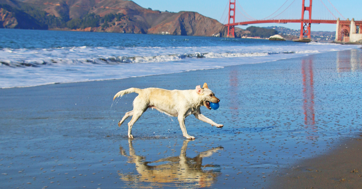You and the pooch have been in the house. It’s time to pack the car and enjoy a pet friendly getaway to San Francisco. Pet friendly rooms are steps from parks, paths, and beaches for summer walks. Hey, we’re dog people. #hotelnikko #49Dogs bit.ly/2VC0y1H