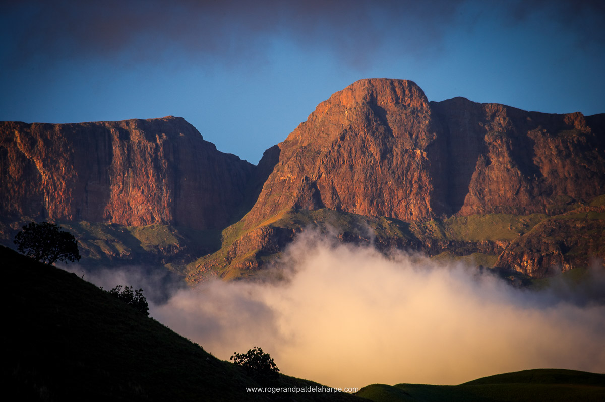 Roger de la Harpe tweet media