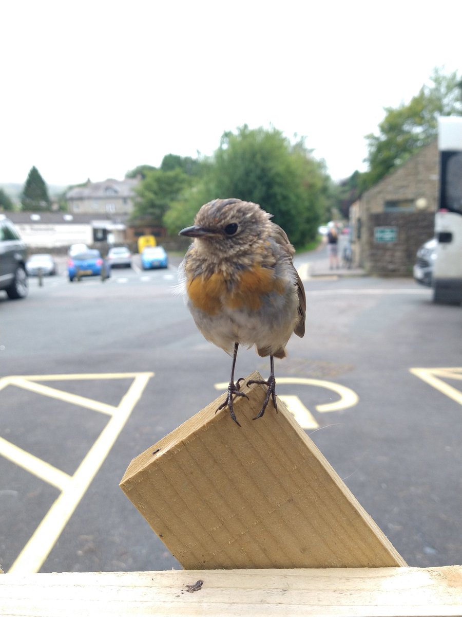 Sophiehwildlife's tweet photo. So please to announce that I won a joint award for Science Communication at the @BES_careers summer school!  maybe this means my mum and dad will let me talk to grown ups now? #BESUG20 https://t.co/vkZtiEbLW3