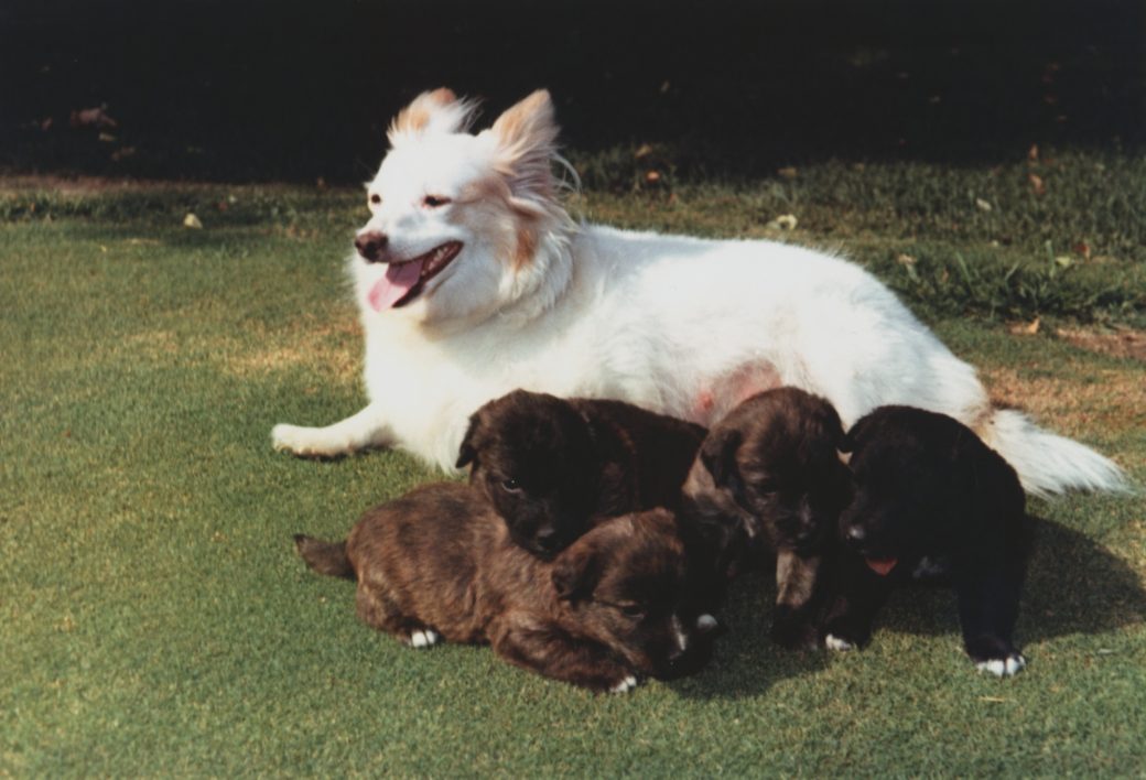 Russia's tweet photo. 🚀🐶 #SpaceDogs not only overcame gravity, they broke #ColdWar barriers: one of Strelka's 6 pups #Pushinka (Fluffy) 🤗 was given to US President John F. #Kennedy as a gesture of good. 💕 #Pushinka romanced @WhiteHouse dog Charlie - their descendants live to this day #SpaceDogs60 https://t.co/3dVTu9W3rn