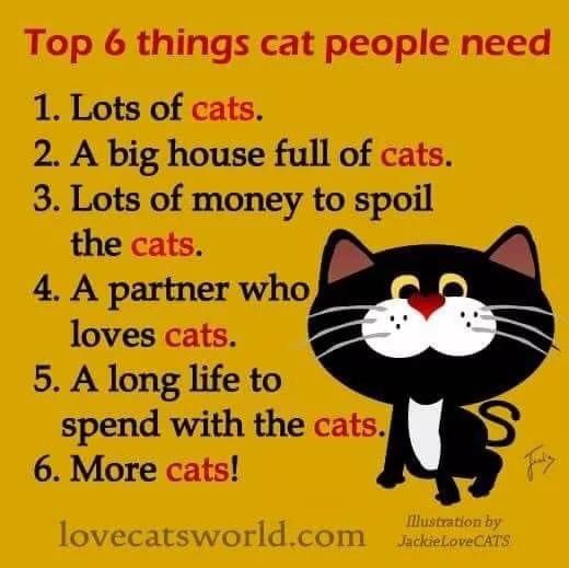 ForeverRescue's tweet photo. #CatsOnTwitter #catslife #AdoptDontShop https://t.co/aQJbWAmxY5