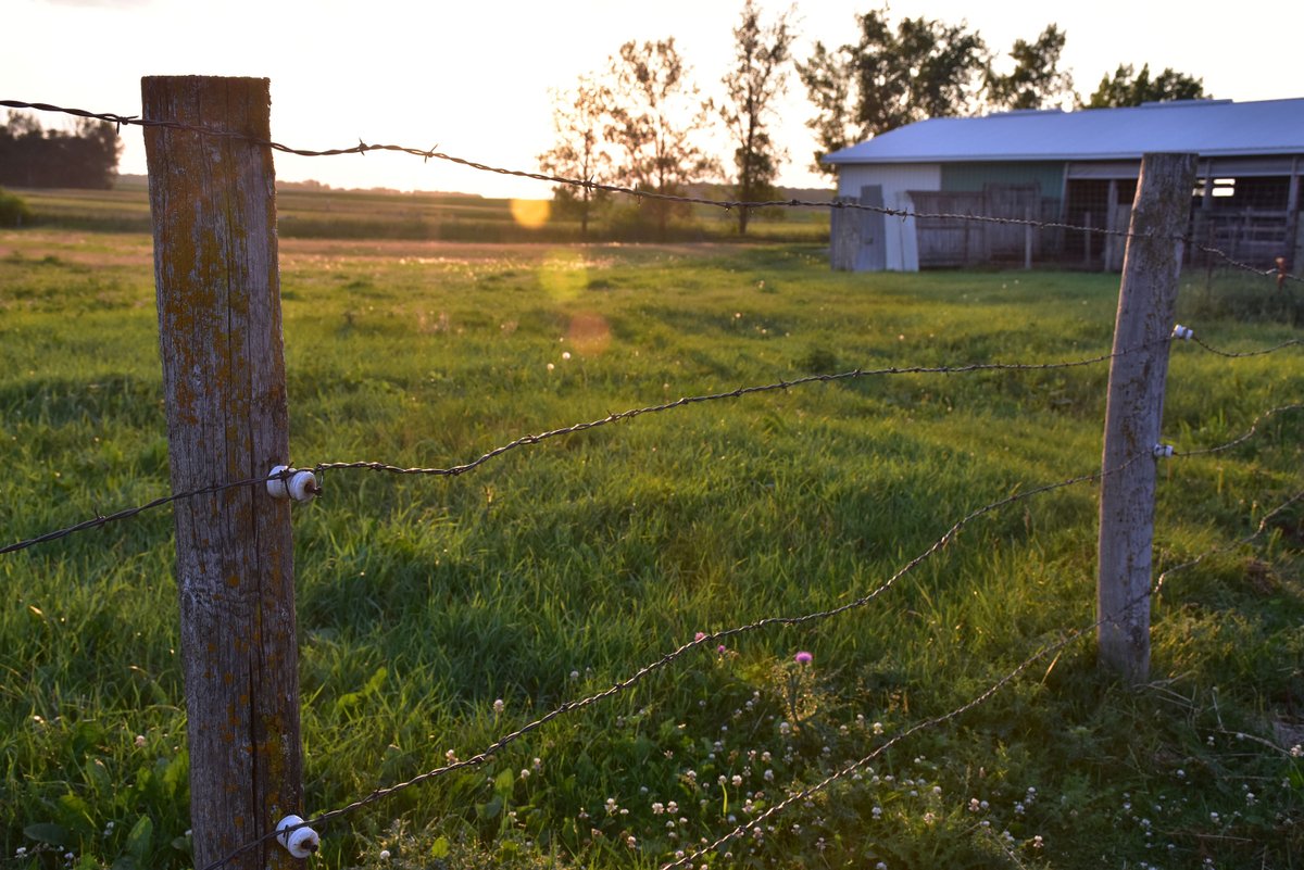 MNBWSR's tweet photo. “I want to preserve what I worked for, and he wants to take it to the next level — and that’s something unique." — Ben Wagner, #organic #dairy farmer, on rotational #grazing 
Article, via #DairyGrazingApprenticeship sharing #KXRA #VoiceOfAlexandria post: https://t.co/FQTBZ0IGsQ https://t.co/XJgAjVjpGK