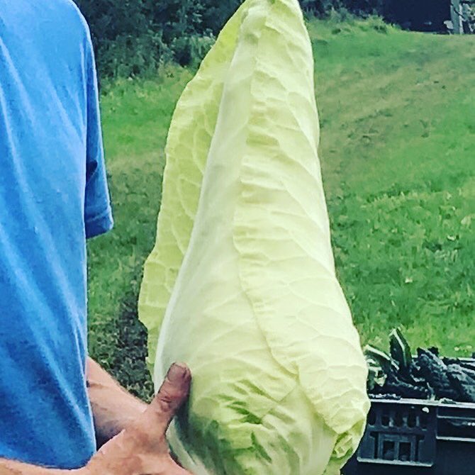 Really excited to have collected our first @caetancsa cabbages of the year 😁 we absolutely love this ‘Filderkraut’ variety, it makes a lovely flavoured, crunchy sauerkraut. Now we just have to be patient and wait about a month to taste it! #local #sauerkraut #vegan #guthealth