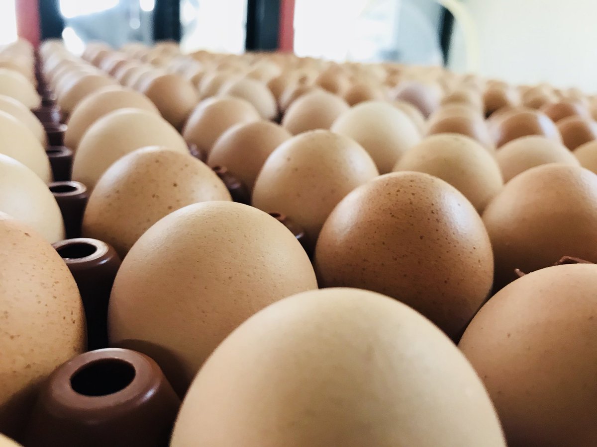 Vous le comprenez, à un moment donné, la différence entre le coût de l’aliment et le gain de la vente des œufs va se réduire et entamer la rentabilité de atelier avicole. Toutes les poules mangent mais ponte et œufs de catégorie A (conso).