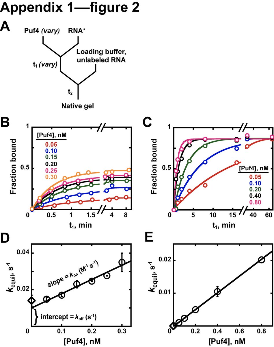 Where possible, Kd measurements should also be validated by an orthogonal method. Since Kd = koff/kon, kinetic measurements of association (kon) and dissociation (koff) rate constants provide an easy way to confirm Kd (Figure panels show koff, kon at 25C and 0C) (11/15)