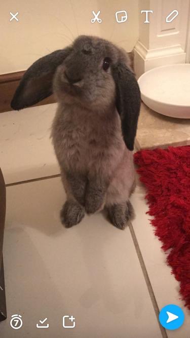 I’m extremely sad to say this, but this afternoon my beautiful cousin Teddy passed away. He was such an amazing cousin and will be missed through out my family 💔 Rest in peice beautiful Teddy and be a brave soldier ❤️💙❤️ xx