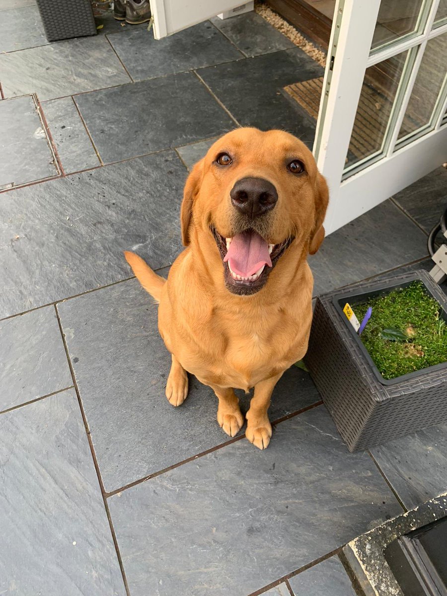 Twitter, I have a new dog and he seems almost as happy as me. Meet Benny 🐕
