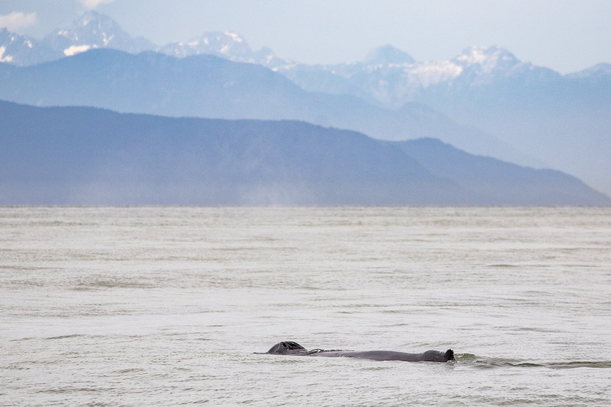 A humpback whale surfaces in the brackish waters of Vancouver's waterfront! #happyhumpday 🐋 Credit: Rory's Happy Critters . . #princeofwhales #georgiastrait #vancouverbc #granvilleisland #yvr #vancouverisawesome #wearetourism #BCtourismmatters #explorebc