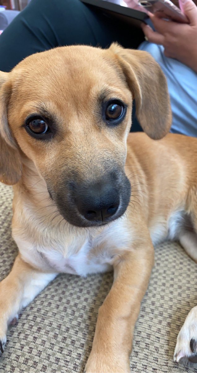 maddiewrona's tweet photo. mila’s a little shit but she’s my little shit 🥰 https://t.co/13bWiC5opx