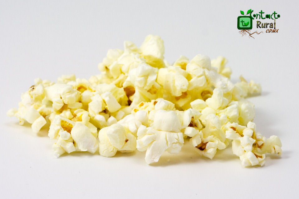 TVContactoRural's tweet photo. ¿Sabías que...?
En la #ÉpocaPrehispánica, las palomitas de #Maíz se utilizaban en toda clase de tocados y ornamentos, incluso se hacían collares con ellas. Además, eran parte de algunas ceremonias aztecas. https://t.co/UPitUfE8iY
