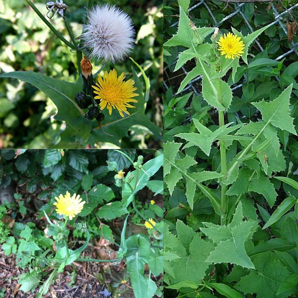 Day 24: Common Sowthistle (Sonchus Oleraceus) #SeymourParkOT #nationalmeadowsday

# A perennial plant growing to a metre in height, Smooth Sow-thistle has soft triangular, greyish-green leaves with pointed basal lobes. The compound yellow flowerheads hav… instagr.am/p/CEFFnuwpceB/