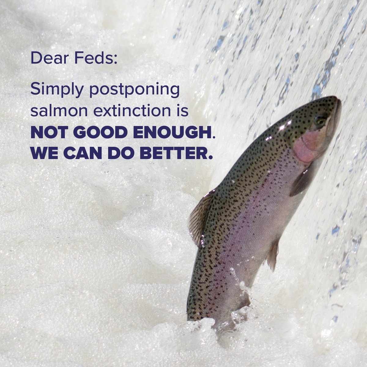 ColumbiaRKeeper's tweet photo. The federal government’s new plan doesn’t give us the solutions we need. We have an opportunity to think bigger and bolder — to lead the largest salmon recovery effort in history, invigorate our economy, and honor tribal treaty rights. https://t.co/MtjZEvkzhZ https://t.co/FYhFbWBC7c