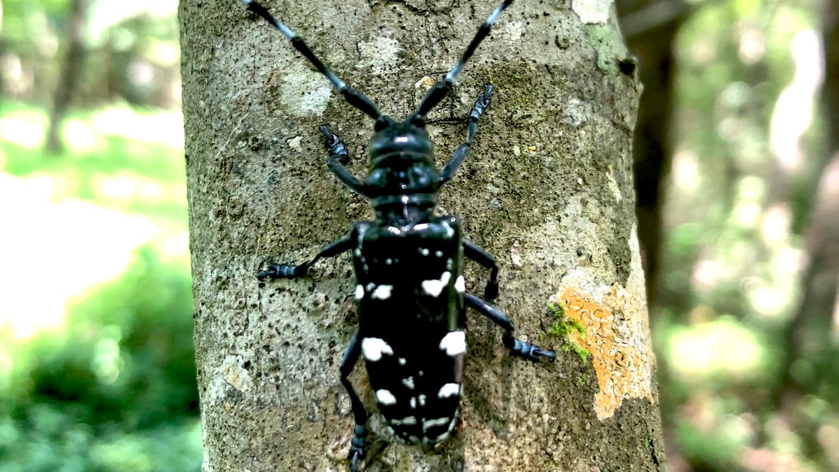 NCForestHealth's tweet image. On this day in 1996, the Asian longhorned beetle was found in the US for the first time. A Brooklyn resident notified @NYCParks that street maples were riddled with holes and a black &amp;amp; white beetle was spotted. Pic by @drdavecoyle. #happybirthdaydave #asianlonghornedbeetle