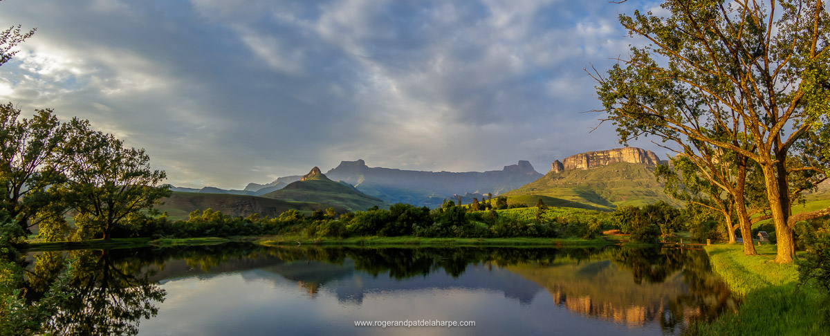 Roger de la Harpe tweet media