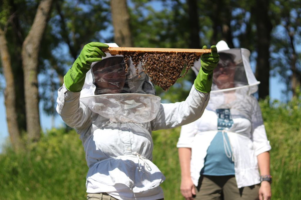 Beepods's tweet image. Tales from the bee yard! Check out this photo of Head Beekeeper, Sam, inspecting a bar with freshly built comb. You can also see the workers festooning on either side of the comb! #beebehavior #festooning #beekeeping