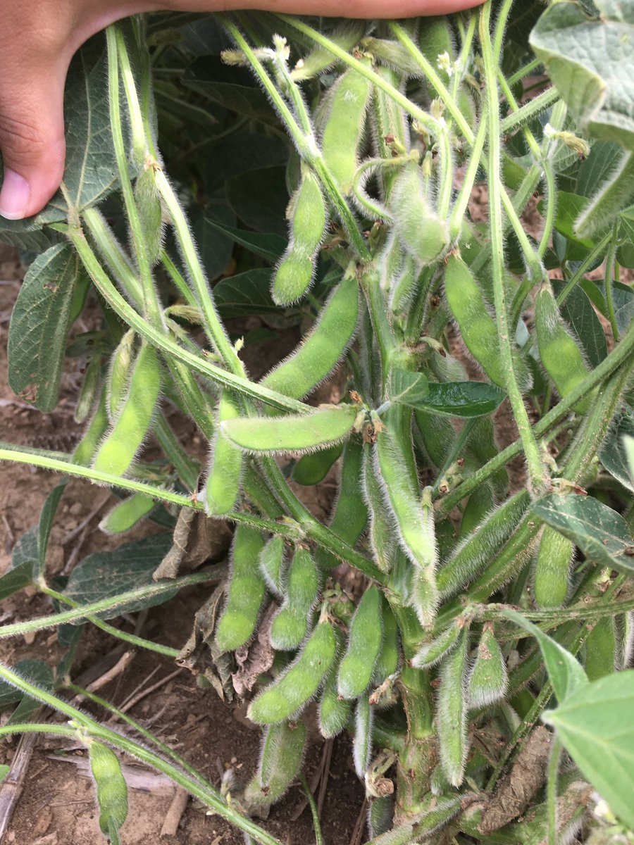 Grace Looker tweet media