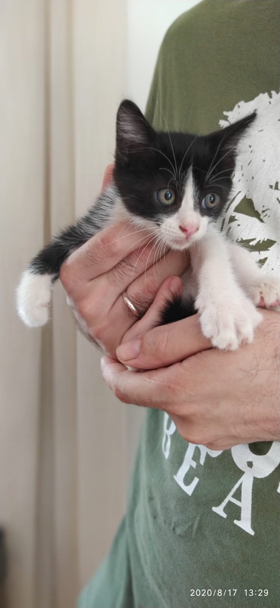 choclan_1986's tweet photo. Chicos! Mi tía ha cuidado currante el confinamiento a una gatita que ha parido 3 gatitos!!! Viven cerca de Comarruga (Tarragona)!!! Necesitamos alguien que puede adoptarlos!!! RT máximo por favor!!!! Poneros en contacto conmigo interesados!!! https://t.co/9krU8ORCBG
