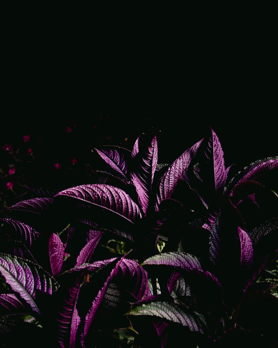 time to change tweet media