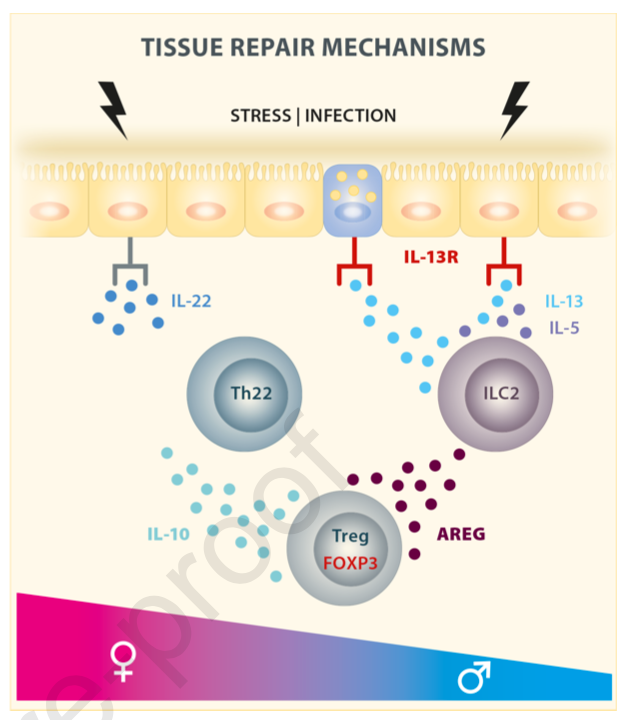 mmw_lmw's tweet photo. #SARSCoV2_Pathogenesis | Implications of sex differences in immunity for design of therapeutic intervention | Marcus Altfeld @HeinrichPette @ImmunityCP https://t.co/8VW871Uenl https://t.co/ABd3EMIMhL
