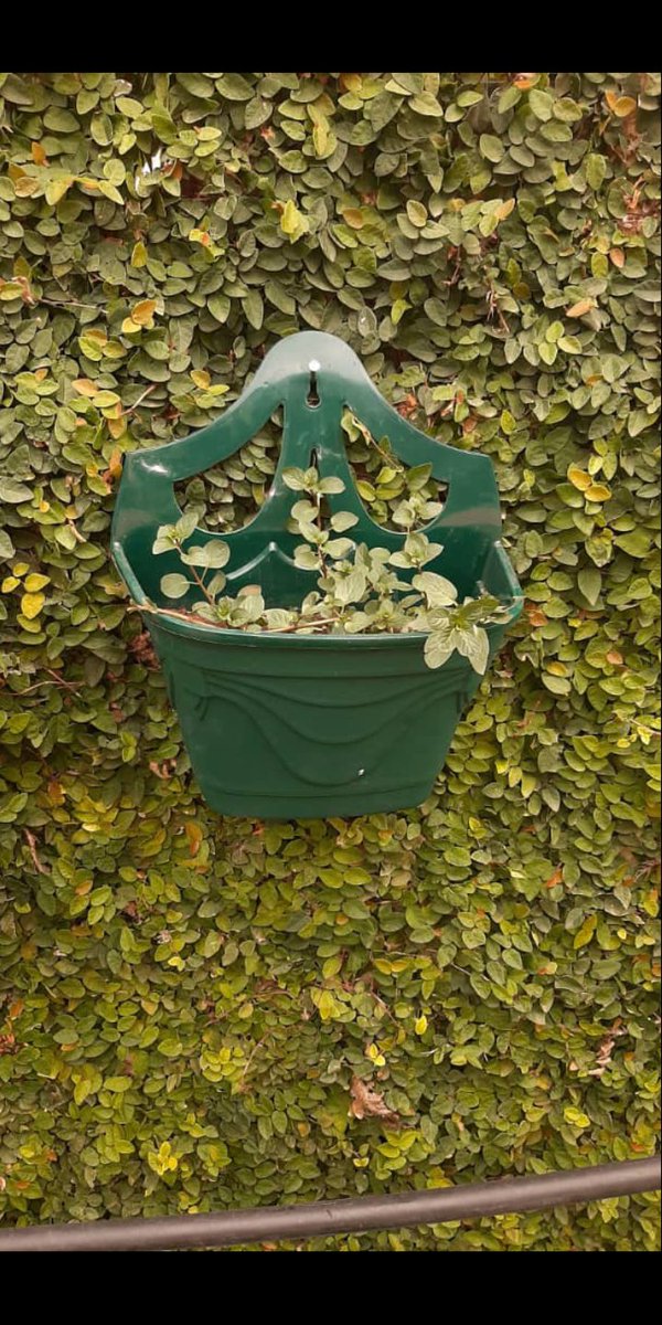 Sam_gadgets's tweet photo. Hello. Welcome to spices galore. Get fresh potted spices/herbs. 100% organic. Currently have; Rosemary, celery, parsley, oregano, chives, mints(pepper, American, spear and chocolate), lemon thyme, sweet thyme, lemon balm, marjoram, camomile, fennel, dill, tarragon, sage and coria https://t.co/OtZWK0kYLO