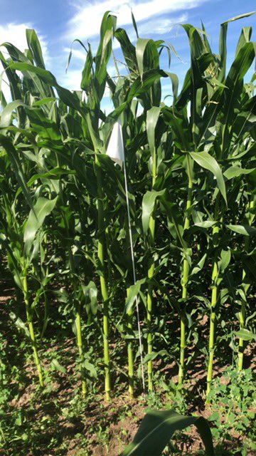 BartlettNatt's tweet photo. This flag is at 6’ so I think it’s safe to say we are close to Michael Jordan height!! #peacecountry is #corncountry @DEKALB_Canada @Bayer4CropsCA #WestCdnAg https://t.co/0HTtaJHDSt