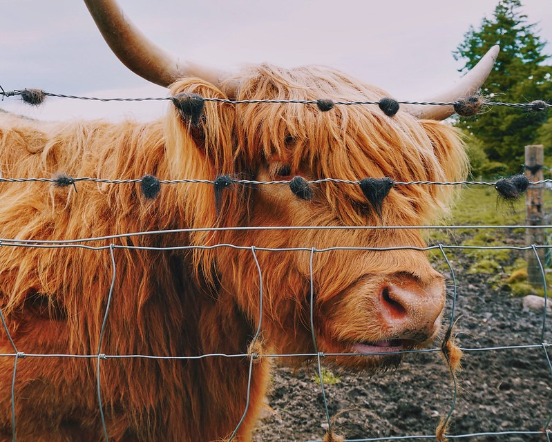 Can you tell us #WhereInTheWorld this is? 🌎🌍🌏🤔
⬇️
🔎
The correct answer is: Scotland in the United Kingdom! 🏴󠁧󠁢󠁳󠁣󠁴󠁿 🏴󠁧󠁢󠁳󠁣󠁴󠁿 🏴󠁧󠁢󠁳󠁣󠁴󠁿
<a href="/ChamplainEdu/">Champlain College</a> students can study in Scotland through an exchange or a third-party provider.

📸: Kristin Novotny, Emily Ducey, Patrick DiMambro, ,Emma Santos