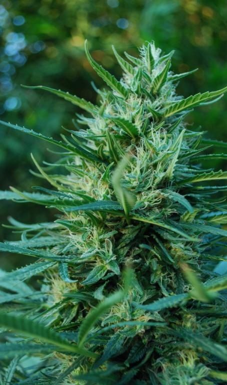 OG Kush loving life!

#stonerlife
#weed
#blunt
#smoke
#dabbersdaily
#terps
#710