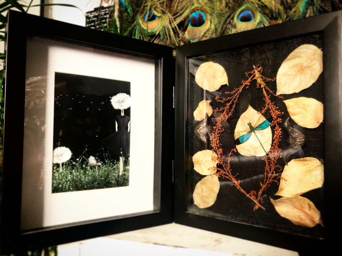 PastNeverSeen's tweet photo. $175 DM if interested #macabreartist  #horror #art #vintage #home #decor #homedecor #beautifulbizarre #contemporaryart #dragonfly #flowers #real #dried #taxidermy #macabre #nature #oddities #curiositiesforsale #curiosities #animal #dandelions #photomanipulation #HorrorCommunity https://t.co/kubnMTJorL