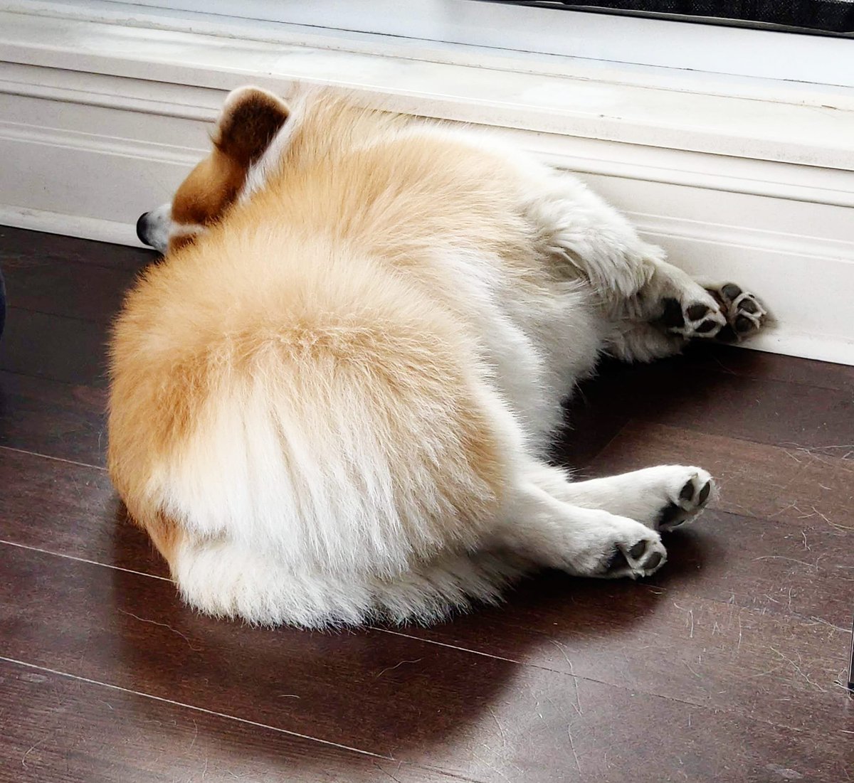 kimchithecorgi's tweet image. Who needs a pick me hump? 🍑⬆️ #isittheweekendyet #humpday🐪