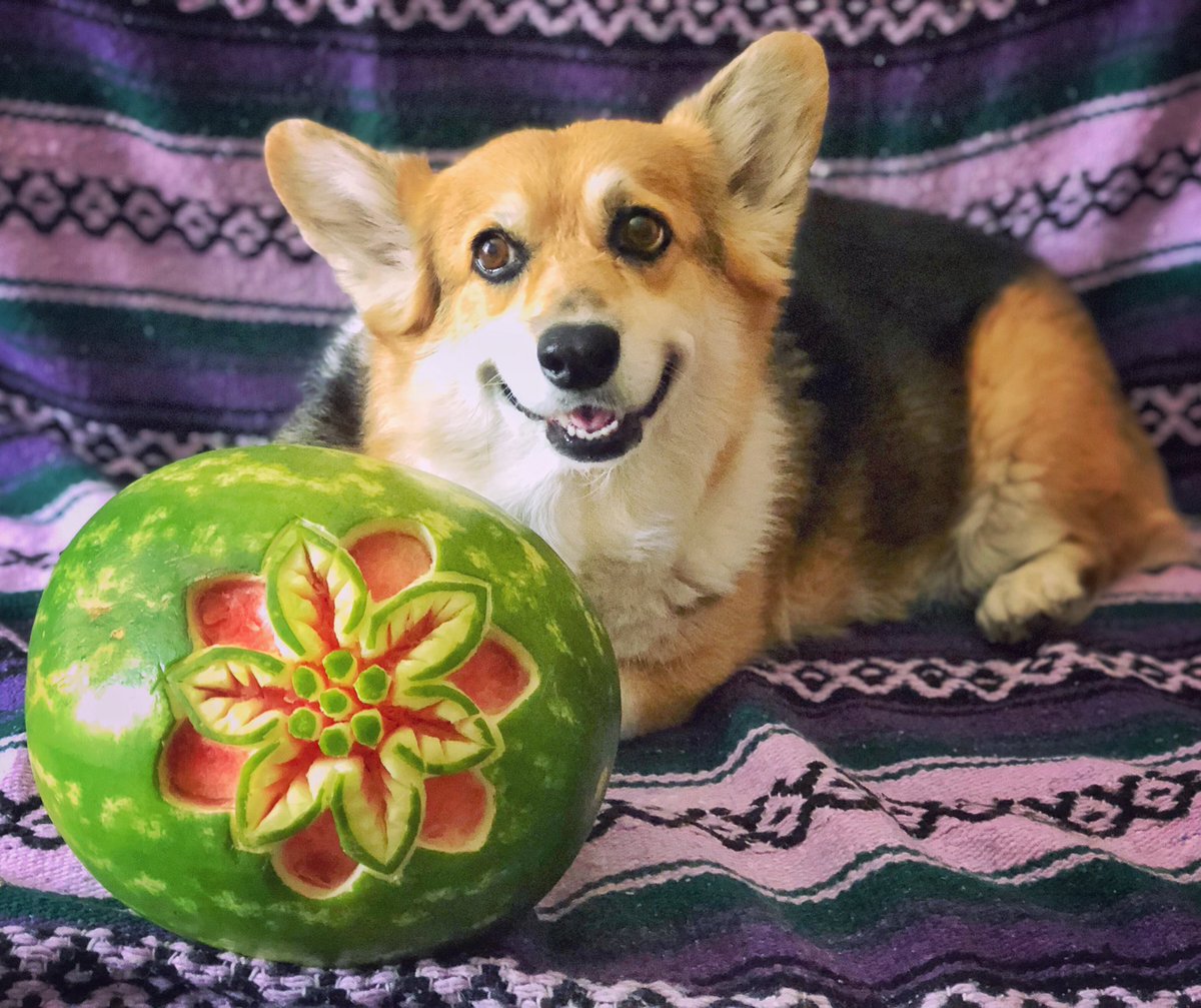 corgi_zero's tweet image. When life hands you melons... 🍉
...#MakeMelonade?
🍉
#DyslexicDog #AnagramFun #CorgiCrew