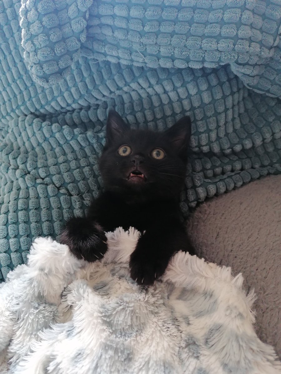 Cheleesi's tweet photo. Saying goodbye to my foster kitten Marvin on Sunday and I'm not ready!!!!!!! 😿😭 Off to his forever home with a new kitten friend. I'll miss his daily snuggles so much 💕 Goodbye is the goal of fostering but that doesn't make it any easier. Love ya Marv. https://t.co/6LYk0bGDXK