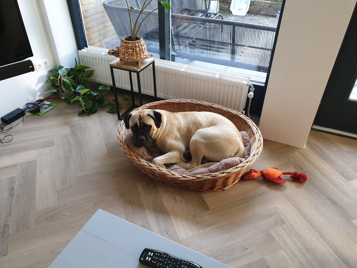 jorik90's tweet photo. @showthread Dit is ons monster van een jaar oud. 45+ kg en bang voor haar eigen schaduw. https://t.co/RgPL5vS5fU