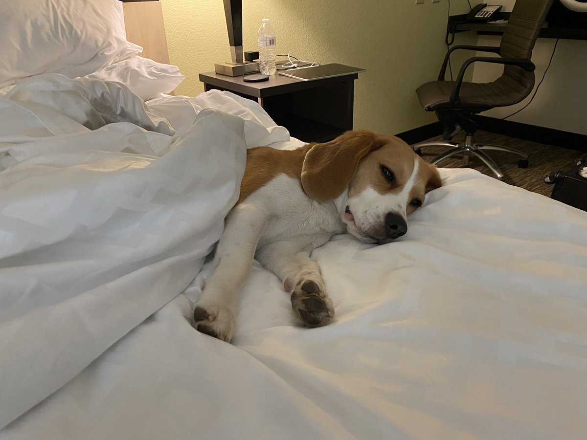oliver the beagle