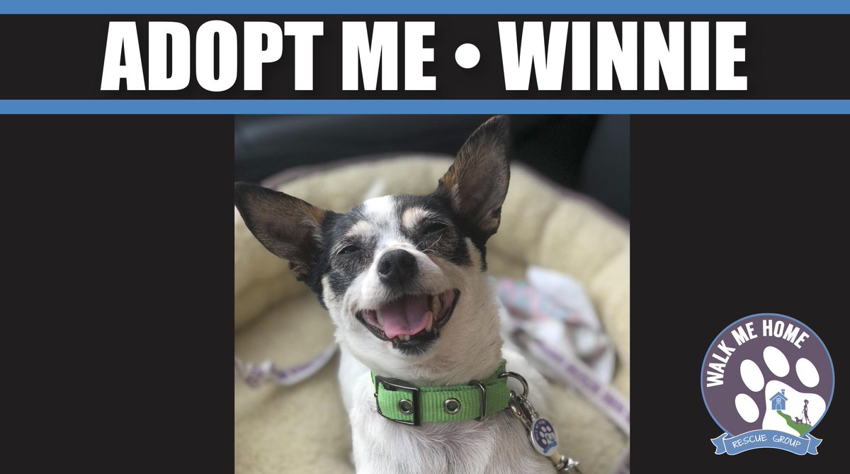 WINNIE is sure to make you #Smile! This little #Chihuahua lady is looking for her #forever #family. #WednesdayWisdom Please consider adopting this gal. #RescueDogs @PetSmart @AdoptaPetcom @petfinder walkmehomerescue.org #rescue #AdoptDontShop #Adoption #dogsofinstagram #dogs