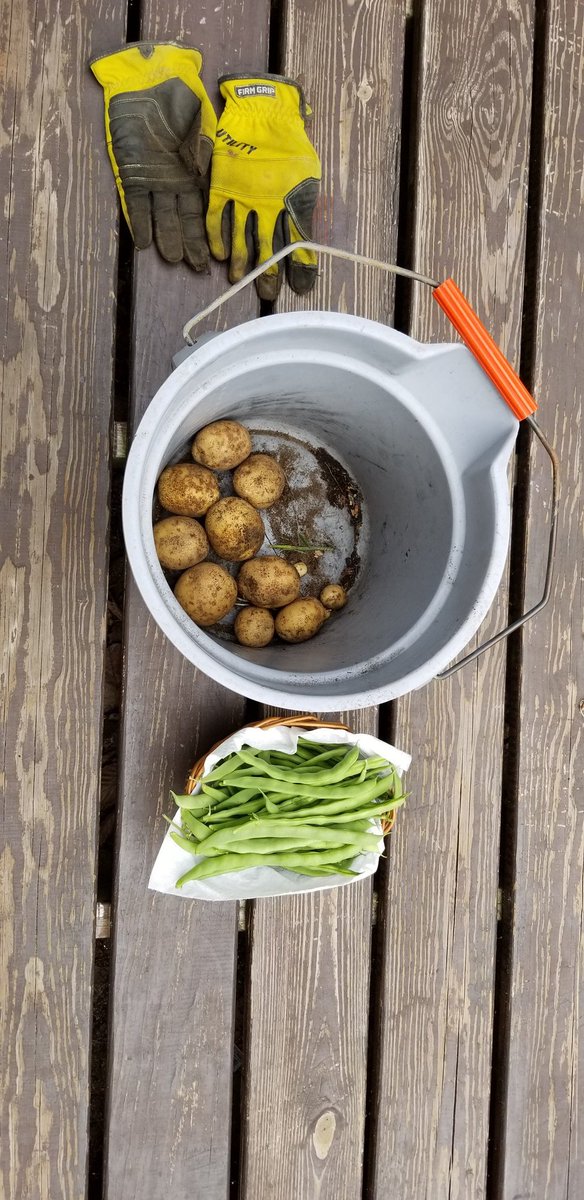 deathbymonkies's tweet photo. For 2nites dinner.
#Garden2Table https://t.co/PvS9FTJkdu