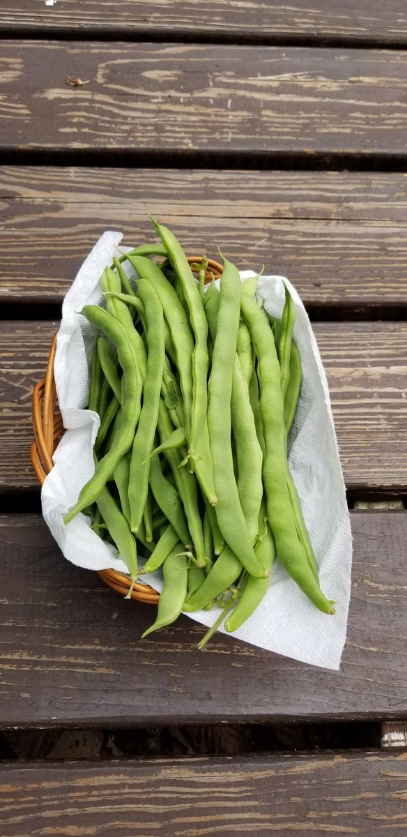 deathbymonkies's tweet photo. For 2nites dinner.
#Garden2Table https://t.co/PvS9FTJkdu