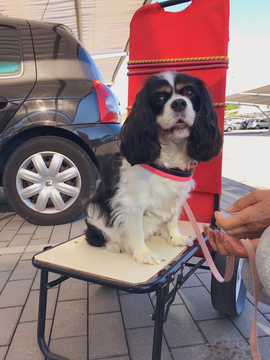 dolceSally's tweet photo. Here I am! 🤗🤗🤗
I spent a wonderful day at #Sottomarina beach #InDiga 🏖☀️🌊 First thing to do when you arrive at the park: pack all the things (3 big umbrellas ⛱⛱⛱, the sunbeds, the cooler bags, etc...) on the beachy carts! 👍👍👍 https://t.co/5TVCWpiwlh
