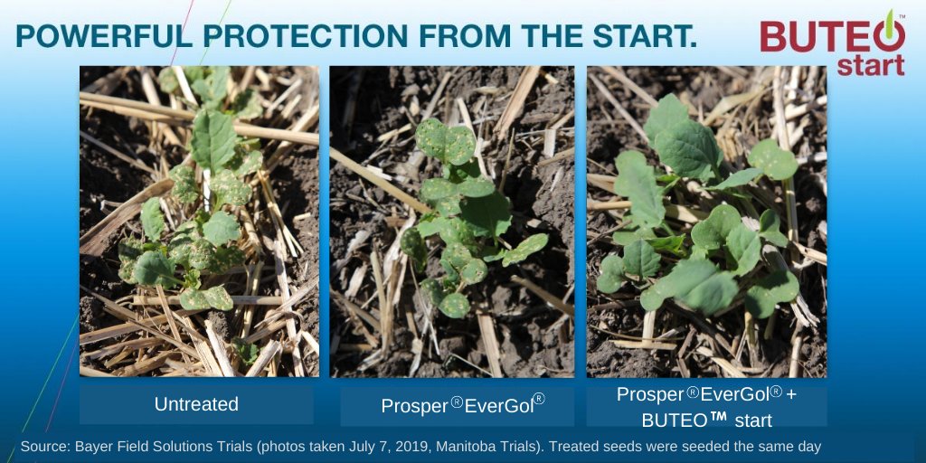 Introducing #BUTEO start, a new insecticide seed treatment that protects your DEKALB canola from striped and crucifer flea beetles. Start your season strong with #BUTEOstart. Coming this 2021 season! bit.ly/2PJsezj
