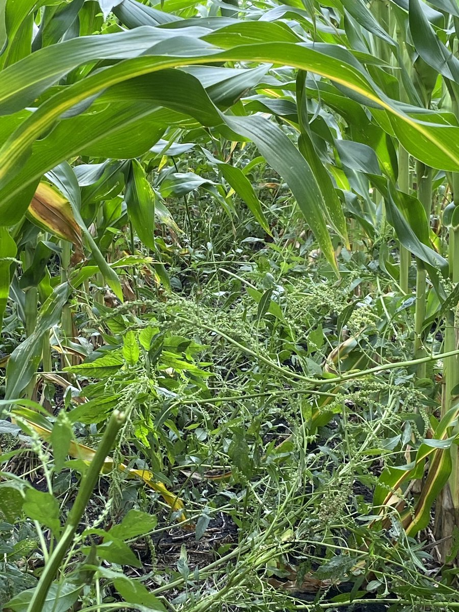 Grower noticed an area with a very high Vegetative Index in #GranularInsights which turned out to be heavy waterhemp pressure! 

Remember, bright blue doesn’t necessarily mean “healthy”. It means high plant clorophyll... which can signify weeds! 🌾@GranularAg <a href="/wandy2525/">Whes</a> #scout20