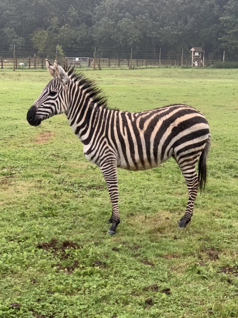 bridlingtonpark's tweet photo. New to Bridlington animal park @peter_levy @looknorthBBC @YorksCoastRadio @BridOnline @VisitBrid @itvcalendar https://t.co/ROFfsjRJXc
