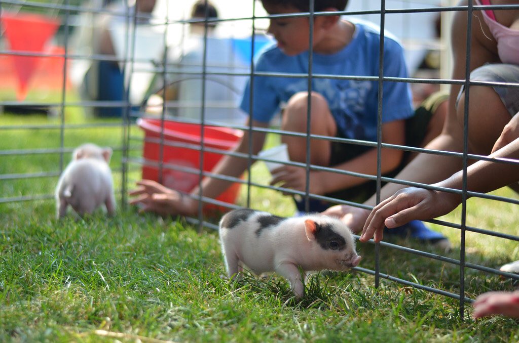16) tiny petting zoo