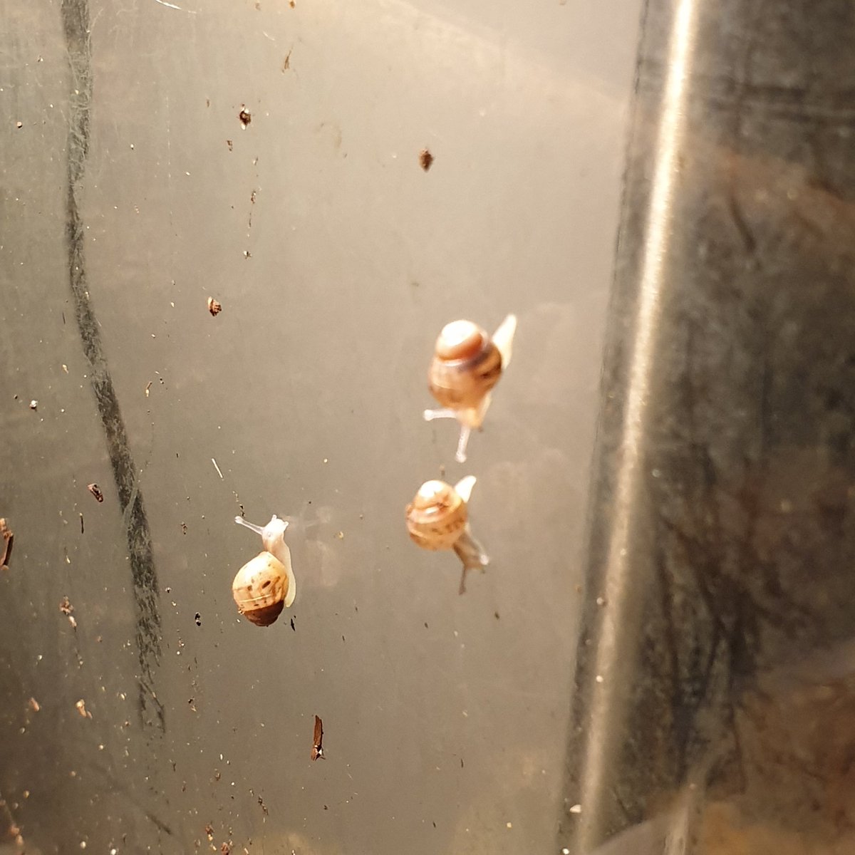 Verdammt! Doch nicht alle Eier gefunden. 😳😭 #riesenschnecke #nachwuchs