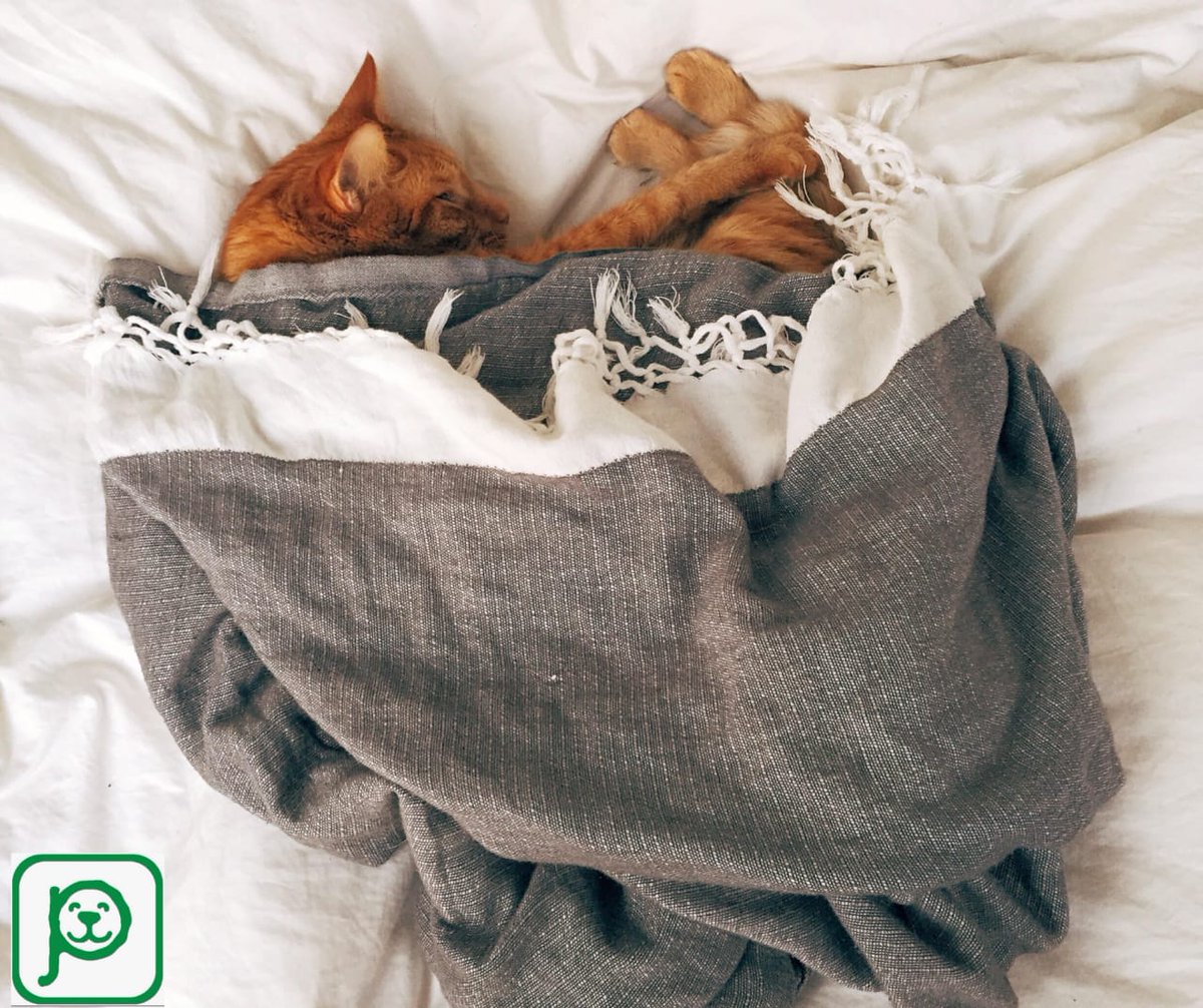 Es bueno dormir con tus mininos? Sabias que hay ventajas y desventajas? Entra a nuestra plataforma para que puedas enterarte cuales son. Registrate, y no te perderás absolutamente nada, es muy fácil y totalmente gratis, pet-comm.com la única red social para mascotas