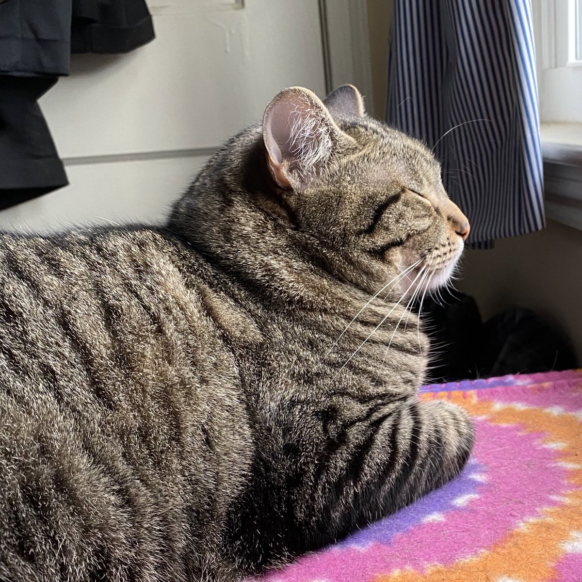 GeneralCattis's tweet photo. @A_affirmations @RuvvyMyLuvvy @dot_cocoa @RatesDaGoldfish @MzspellDena @timzmom @LolaKittySLC @Turtlecat9 @xenateach Lt. Justice believes in the sanctity of naps and that the number of naps a cat takes each day and their length is a personal choice that must be protected at all costs. (That was a long sentence and now he needs a nap...) https://t.co/2f27cJ8uVE