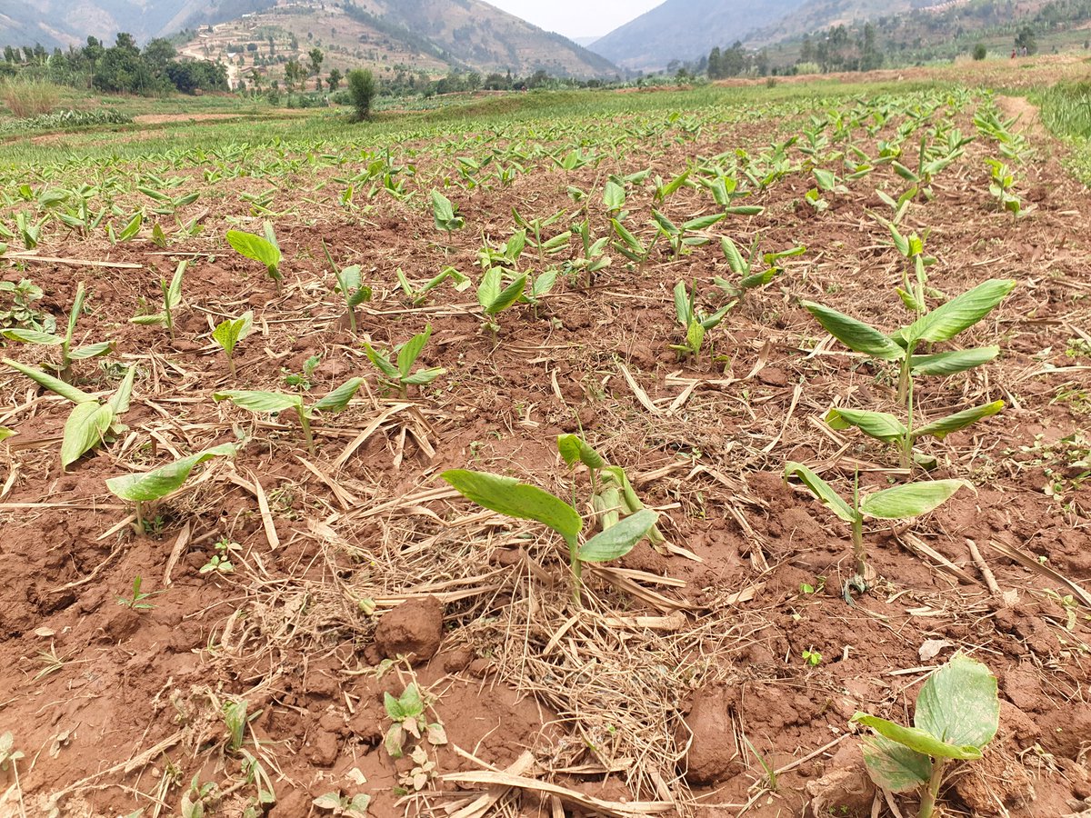promulindwa's tweet photo. @rulindodistrict One of our next milestones in #Muyanza scheme is production of #Tumeric already tried successfully! We highly appreciate @ITC_SITA for connecting us to great buyers. Credits go to @RwandaAgri & @RwandAgriExport & @SAIP_RCSP for the political&technical guidance https://t.co/58nJjYfm9M