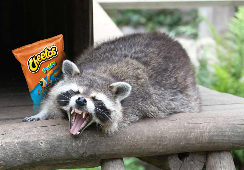 CatShark16's tweet photo. Does anyone know who's dog this is? I found him in the trash bin and now he's stolen all my cheese puffs and taken up residence in the treehouse. I think I'll name him Ted?

#lostdog #notmycheesepuffs #anythingbutmycheesepuffs https://t.co/roqq9VkU1a