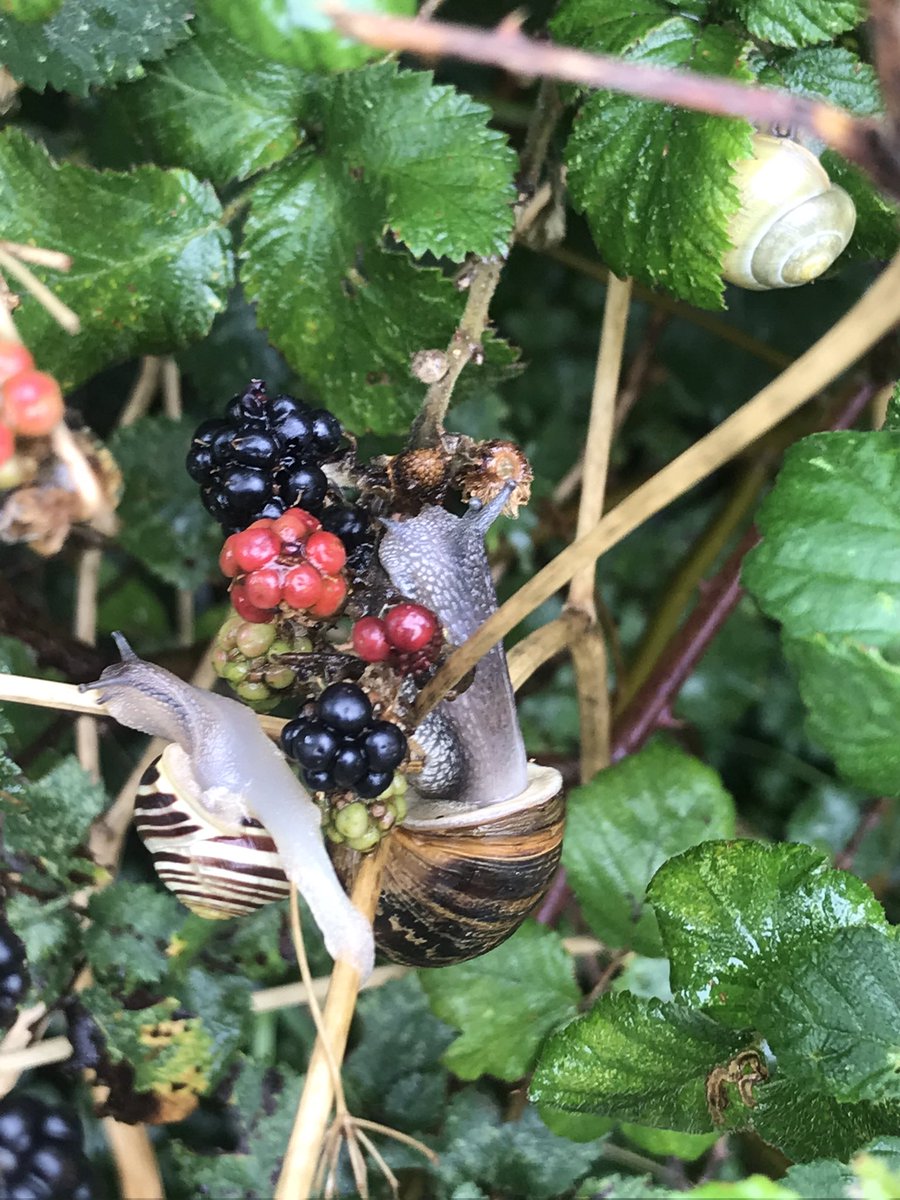 angelaproudnan's tweet photo. Even the snails 🐌 were enjoying the #blackberries today and our 3 year old was fascinated by it!! 😍 💜❤️#NaturePhotography #naturelovers #brambles #beeries @NatureUK @Britnatureguide @WildlifeTrusts @WoodlandTrust @Team4Nature @ThePhotoHour https://t.co/VjlcsTaVRY