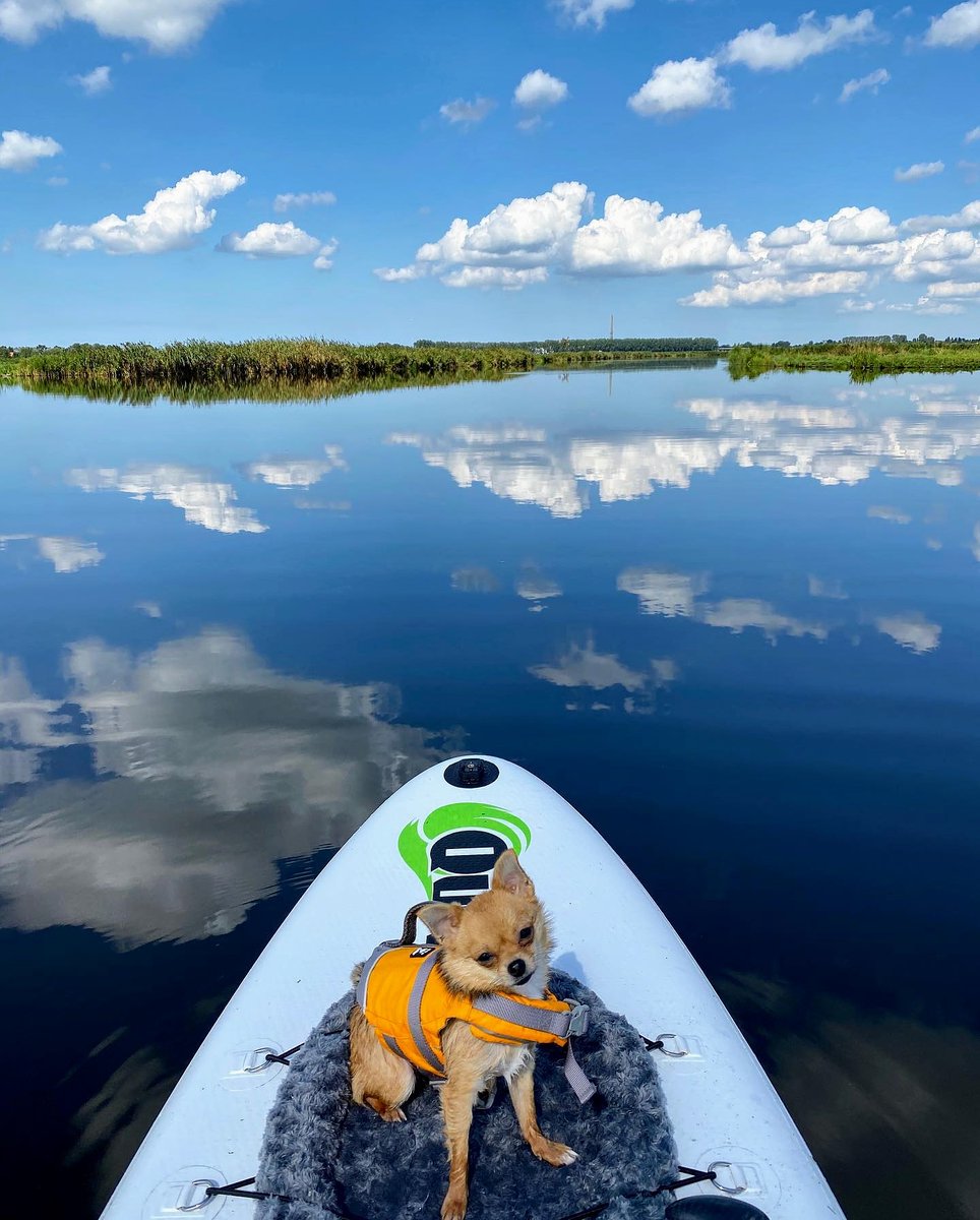 QurocSUP's tweet photo. Some photos are just too cute not to share. 

How fluffy are those clouds!? 😉🌊🐕

Repost from Christopher @lepsirhc and Dasha the Pomchi da_dasha_doggie https://t.co/U9rJbHbMSo #quroc https://t.co/gh4XGatbCF