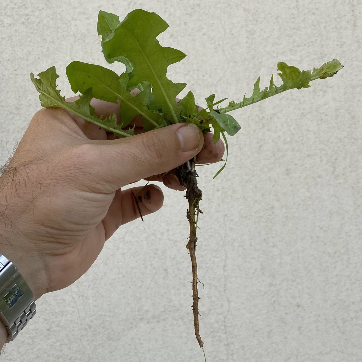 1 saattir bahçede ot yoluyorum. Bu istenmeyen otlar kendiliğinden bitiyor, derin kökleriyle toprağa her şeyden daha sıkı sarılıyor, palazlanıncaya kadar çevresini taklit edip gizleniyor, hiçbir bakım istemiyor. Zamanında yolmazsan da esas bitkileri sarıp boğuyor. Hayat dersi.